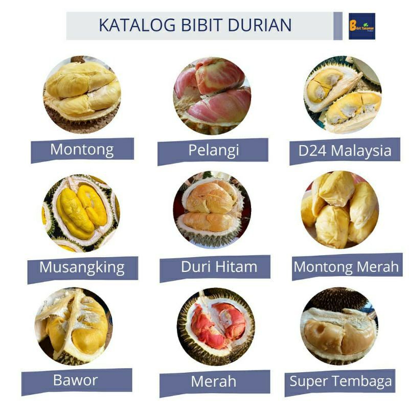 Boster Bibit Tanaman Durian