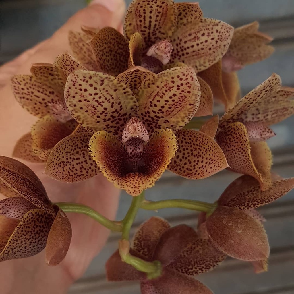 Catasetum (FDK.) After Dark "Bakers Black Hole"