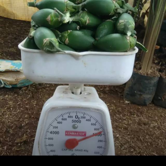 

Buah pinang .muda