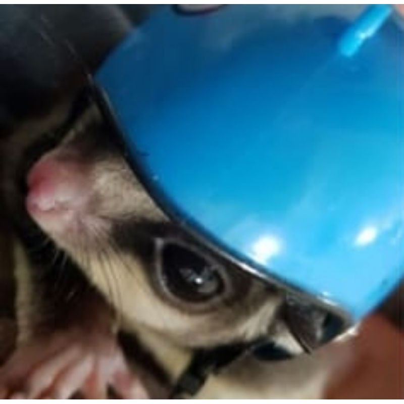 SUGAR GLIDER - MAINAN SUGAR GLIDER - AKSESORIS SUGAR GLIDER