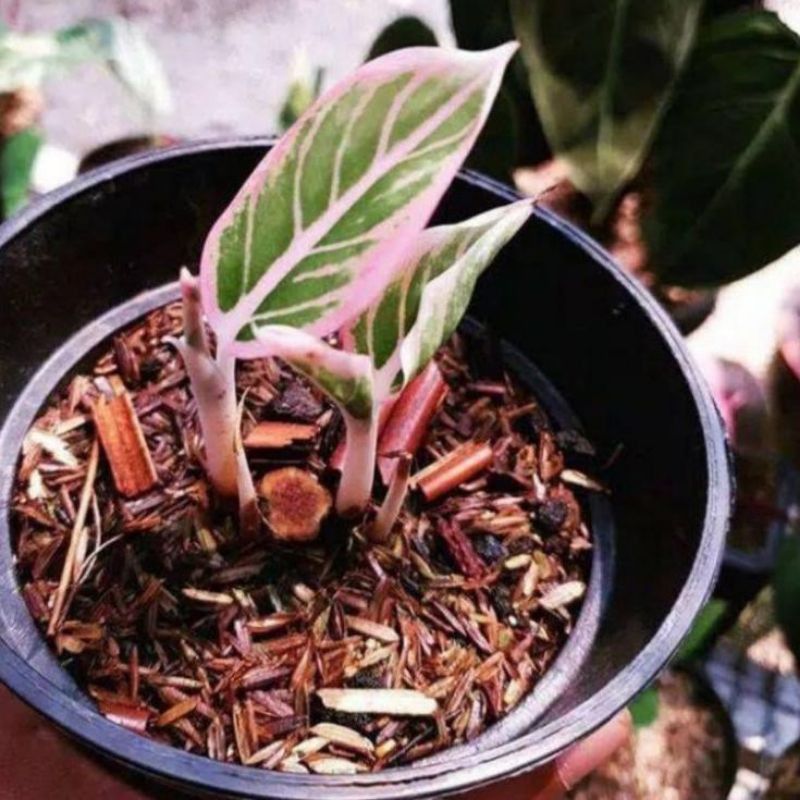 aglonema baby lotus delight