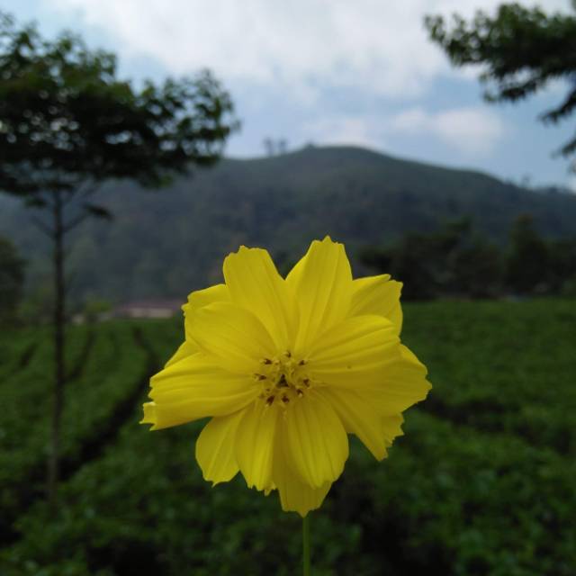 ulyayaa99