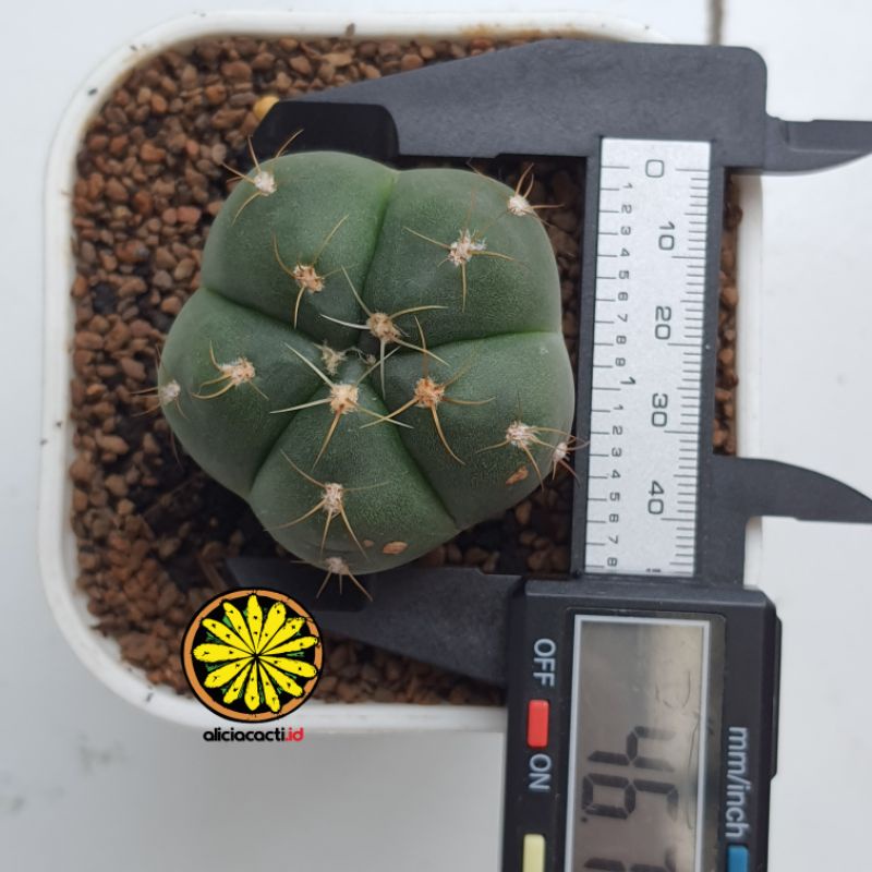 Kaktus Ownroot Gymnocalycium Horstii seedling