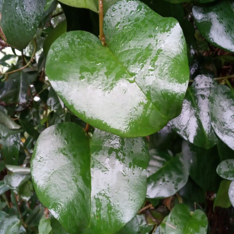 

jual paket hemat daun binahong 1 kg