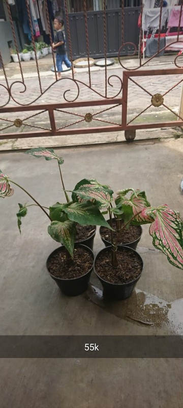 Begonia Kerang