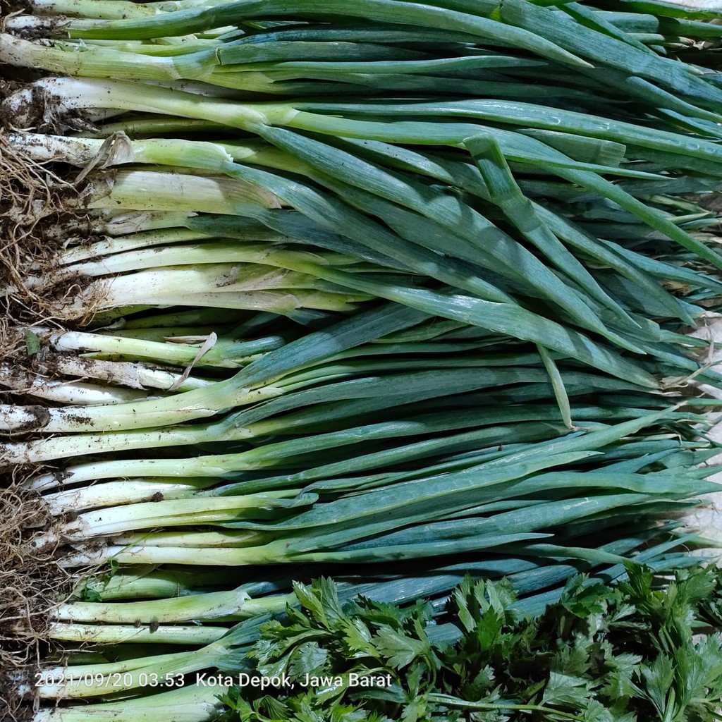 Jual Daun Bawang Daun Bawang Kiloan Daun Bawang Gr Shopee Indonesia