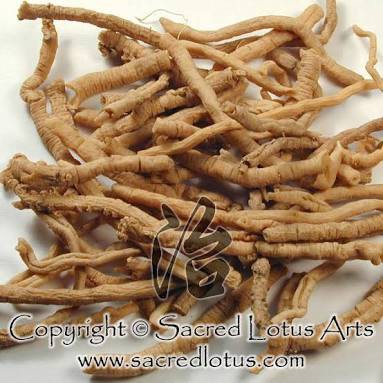 

10 G 50 GR 100 GRAM YUAN ZHI TONG RADIX POLYGALAE POLYGALA SENEGA ROOT