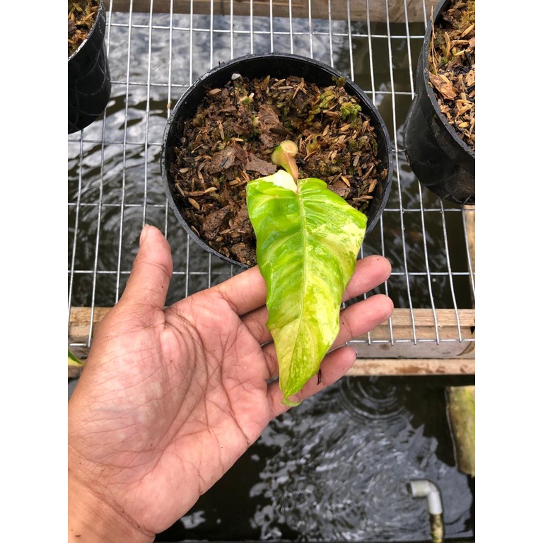 philodendron domesticum variegata