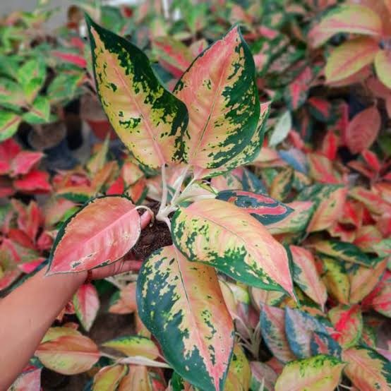 Tanaman hias Aglonema Yellow Kochin/Kochin Kuning BIBIT