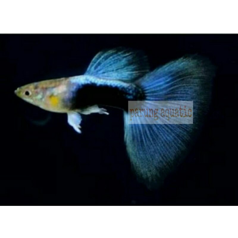 ikan guppy Hb Blue pasangan