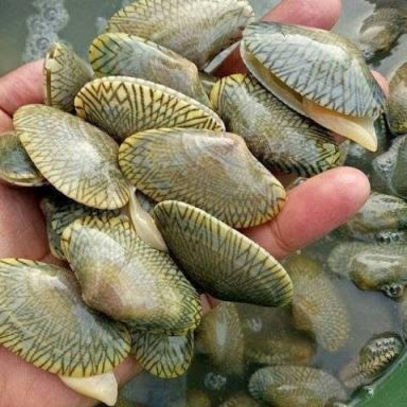 

Kerang Batik Frozen Segar Fresh Kondisi Hidup Dibekukan