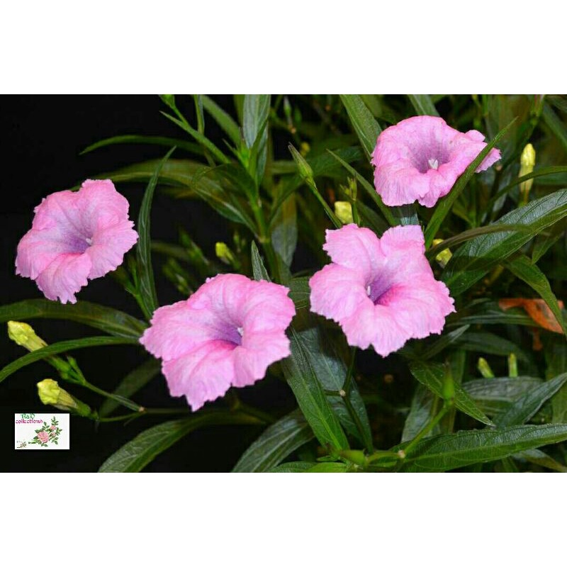 Tanaman hias Mexican Ruellia Simplex