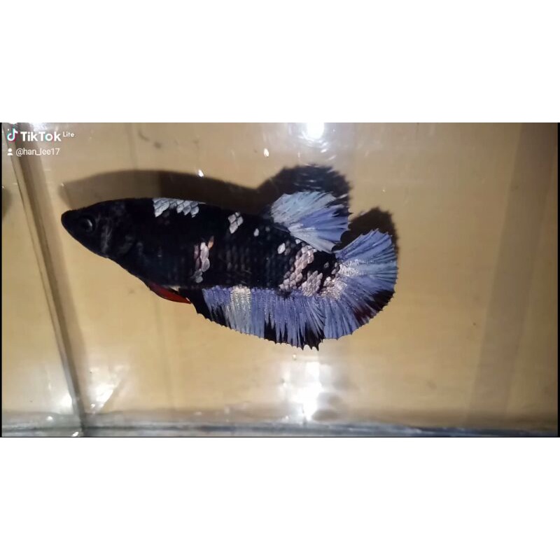 Ikan Cupang Betina Avatar Cooper Gold Full Telur