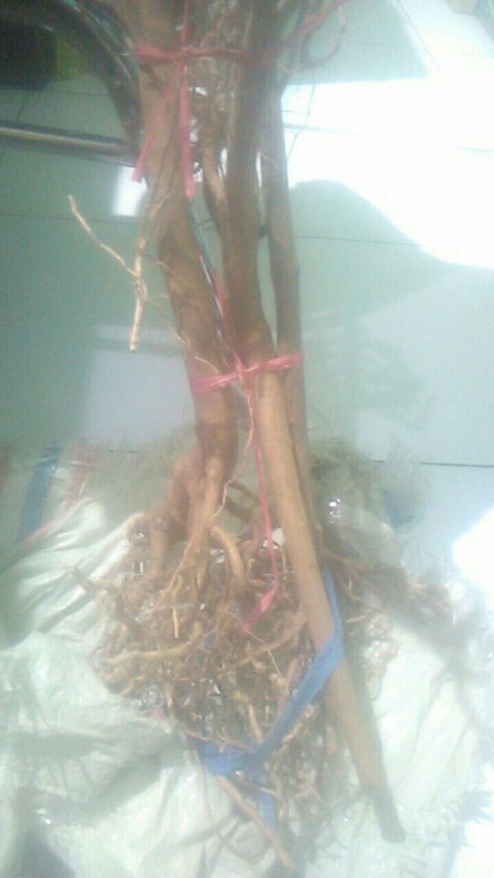 Akar Senggani Beserta Batangnya Dijual Per 100 Gram