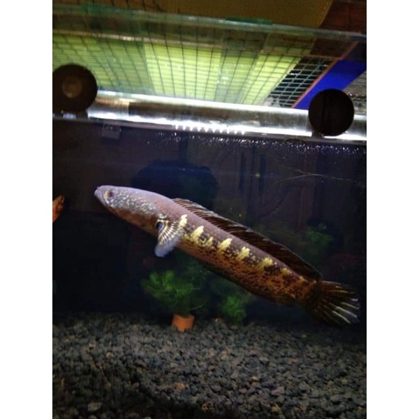 Mystery box ikan channa auranti, pulchra, rsws, rs, ws, andrao, stewarti, red barito, red sampit, pa