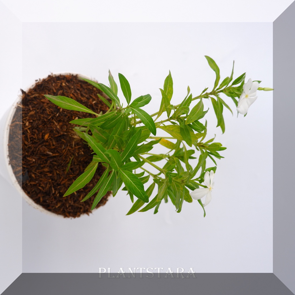 Bibit Tanaman Bunga Vinca Putih (Catharanthus roseus ) pohon hidup bergaransi