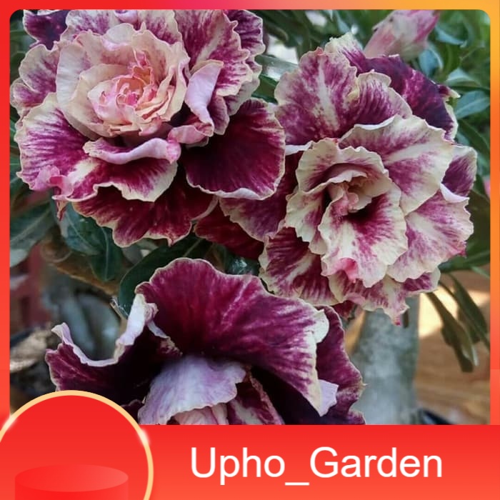 

Bibit Bunga Kamboja Adenium Golden Years - Upho_Garden