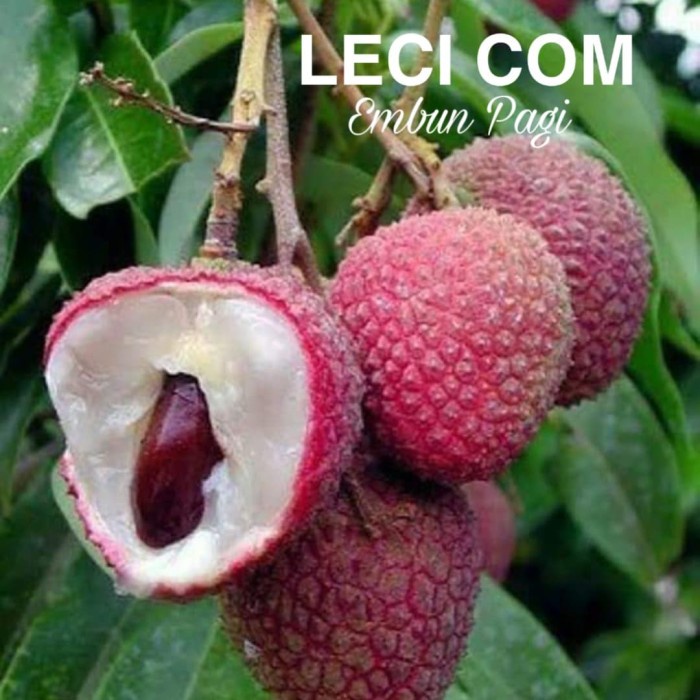 READY BIBIT POHON BUAH LECI COM DATARAN RENDAH CEPAT BERBUAH DARI CANGKOK P