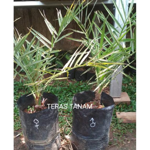 H3O Paket 2 Tanaman Bibit Buah Kurma Kl 1 - Kurma Azwa Tinggi 50 Cm