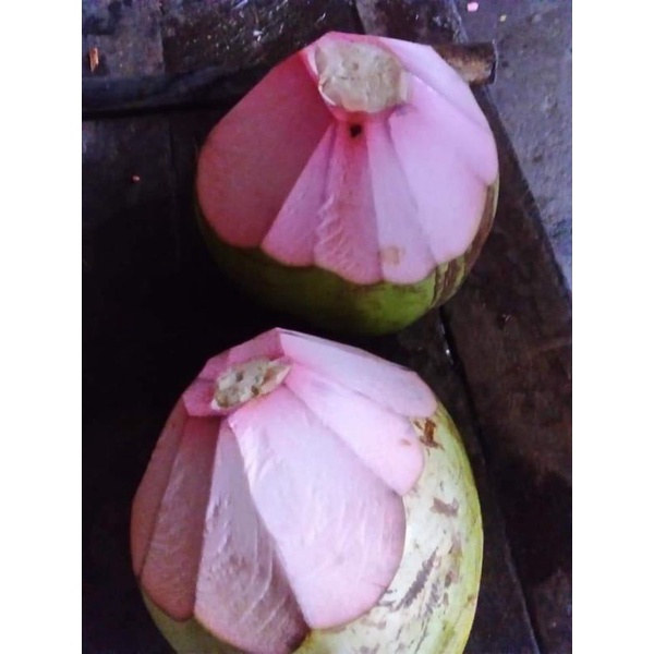 kelapa hijau Wulung/degan Wulung/obat segala penyakit