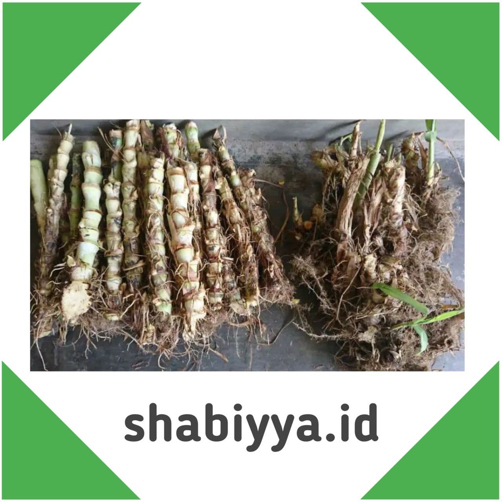 Benih Bibit Rumput Odot Mini Bernutrisi Pakan Ternak/Sapi PerKilo