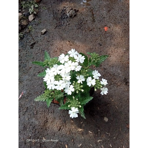 TANAMAN HIAS VERBENA