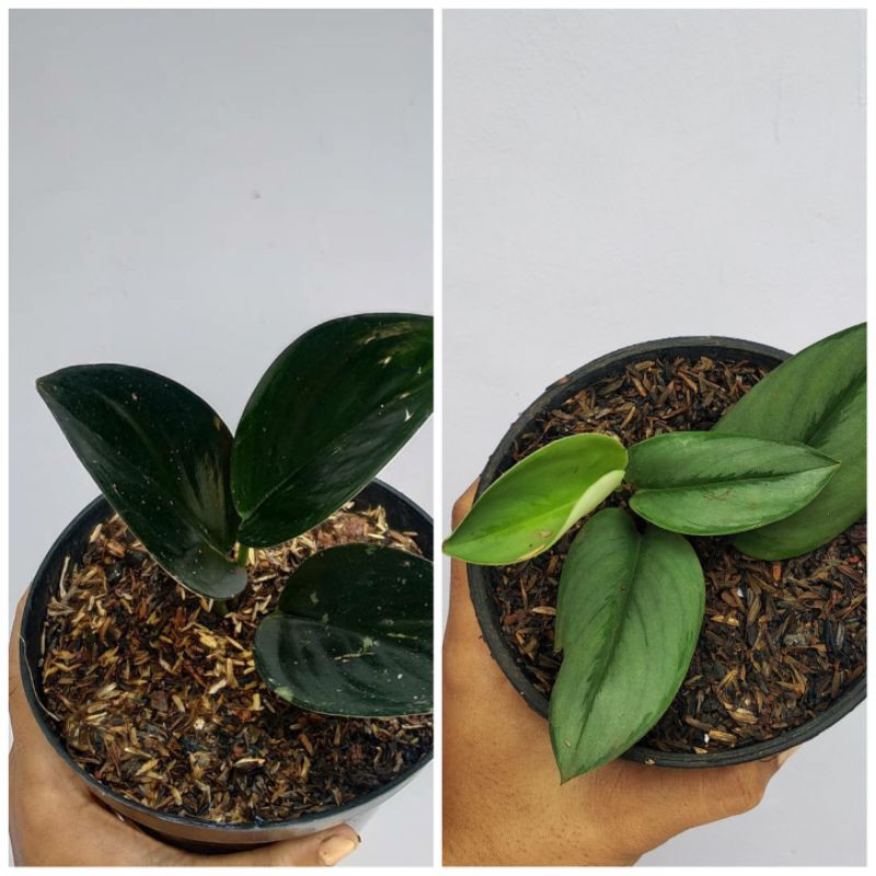 Tanaman Hias Scindapsus Paket B - Paket Sirih Gading susu/Sirih Gading black borneo