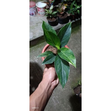 aglonema siam jade