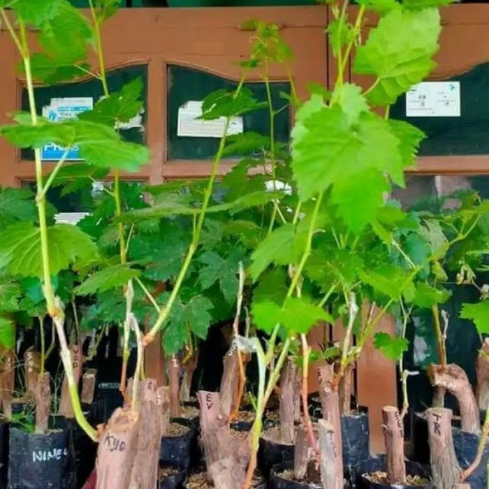 Bibit Anggur Dixon Import Grafting