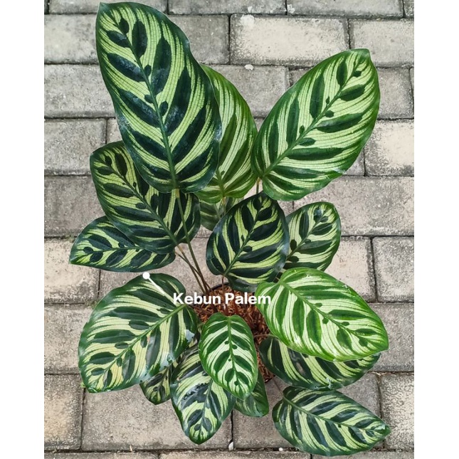 Calathea Makoyana// Calatea Makoyana Import Murah // Kalatea Makoyana