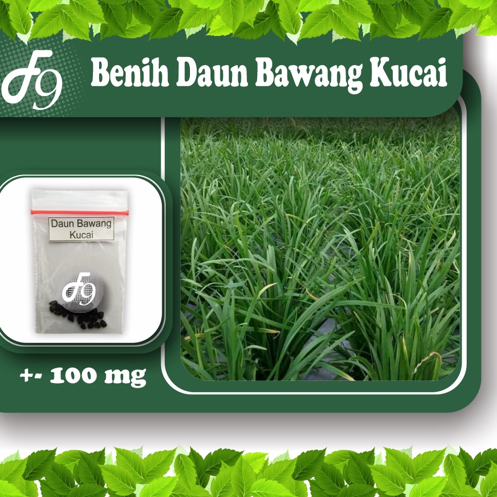 Benih Bibit Daun Bawang Kucai Murah Repack Seribuan