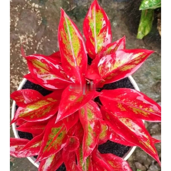 Aglaonema Red Lipstik / Aglonema siam aurora Remaja florist nursery / Aglonema red lipstik (Tanaman hias aglaonema red lipstik) - tanaman hias hidup - bunga hidup - bunga aglonema - aglaonema merah - aglonema merah - aglaonema murah - aglaonema murah
