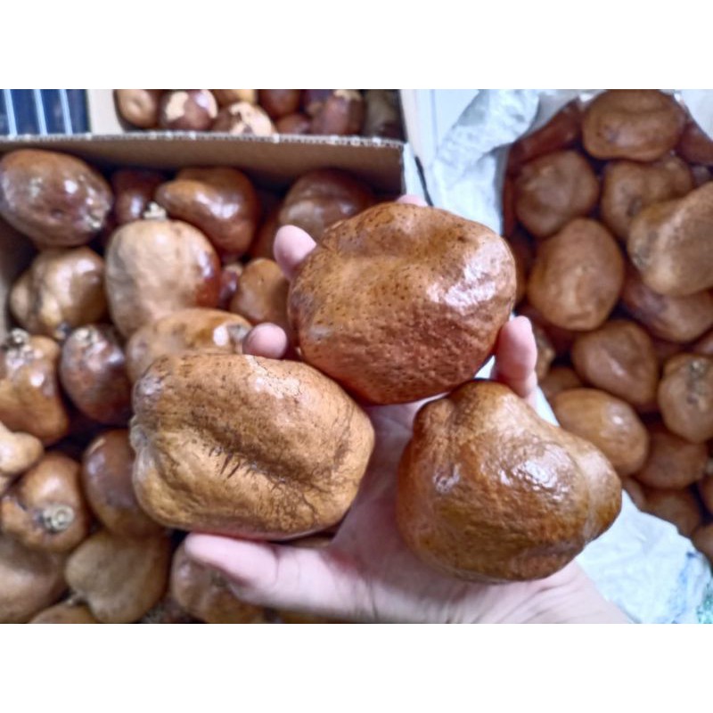 

Buah Zuriat mesir/ buah keturunan per 1pcs