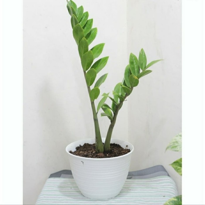 TANAMAN HIAS DOLAR DAUN ZAMIA / POHON HIAS DOLAR DAUN ZAMIA / TANAMAN DOLAR DAUN ZAMIA