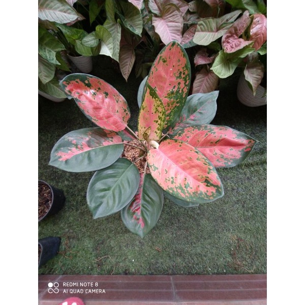 aglonema kochin pink