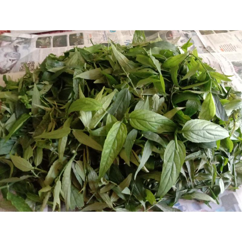 

Daun Belalai Gajah Segar 1kg