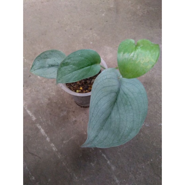 scindapsus silver hero platinum