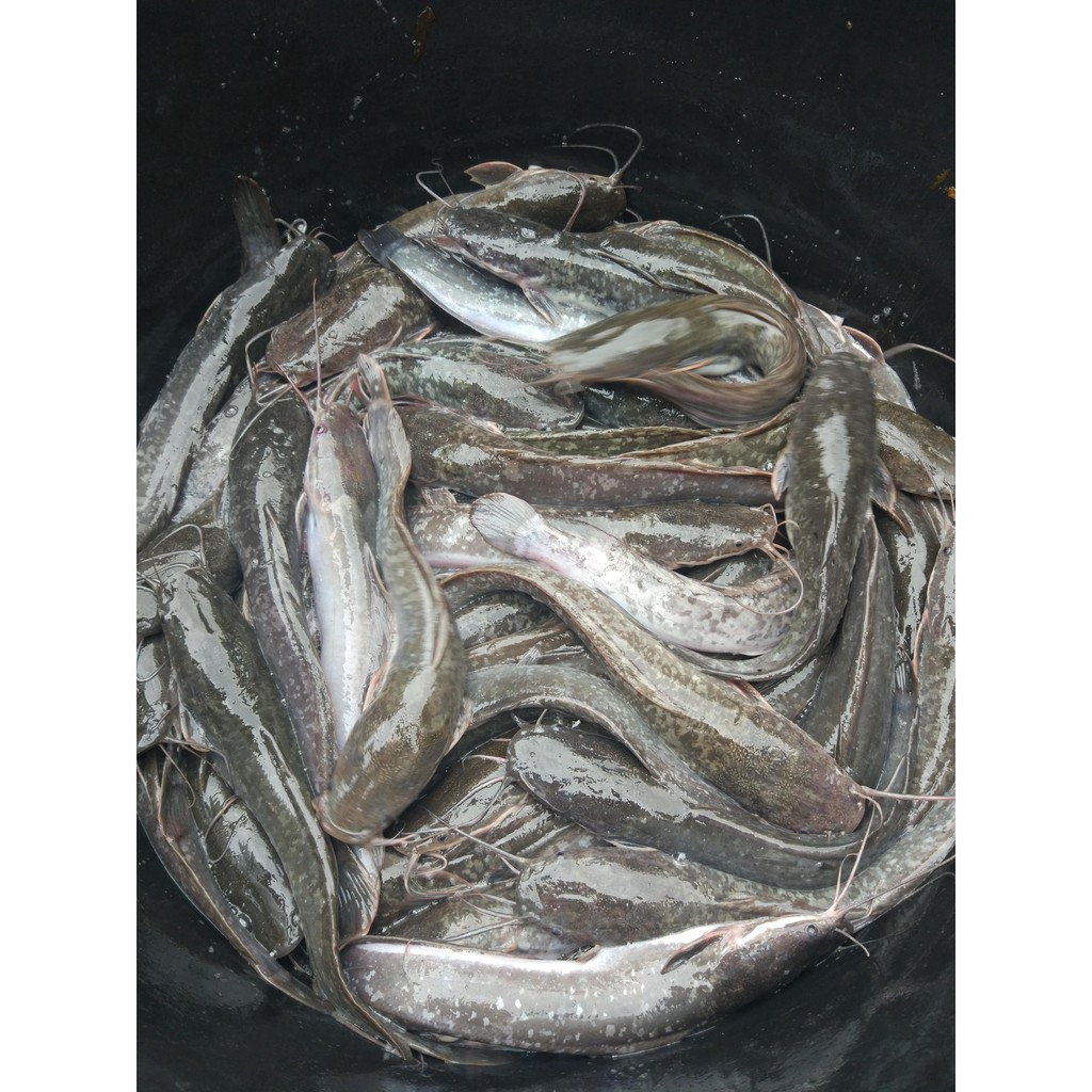 

ikan lele segar