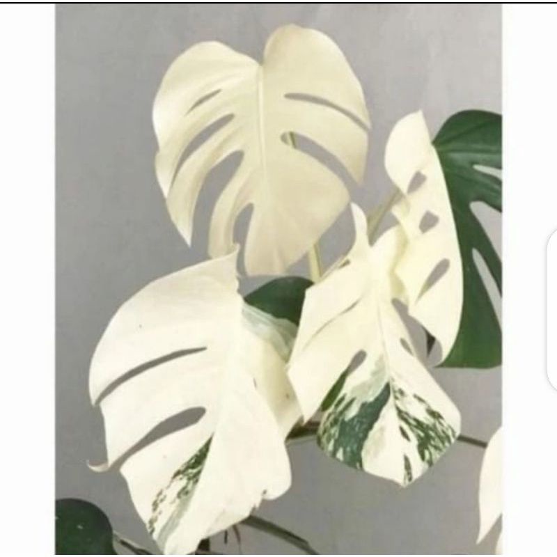 Bonggol Monstera Marmorata Variegata