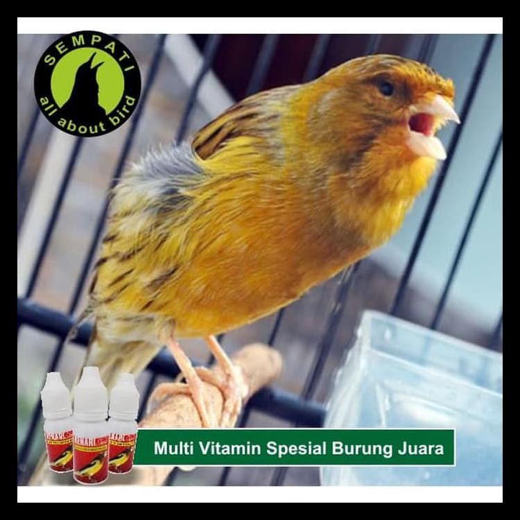 Kenari Show Super Kicau Vitamin Burung Suara Jernih Gacor Shopee