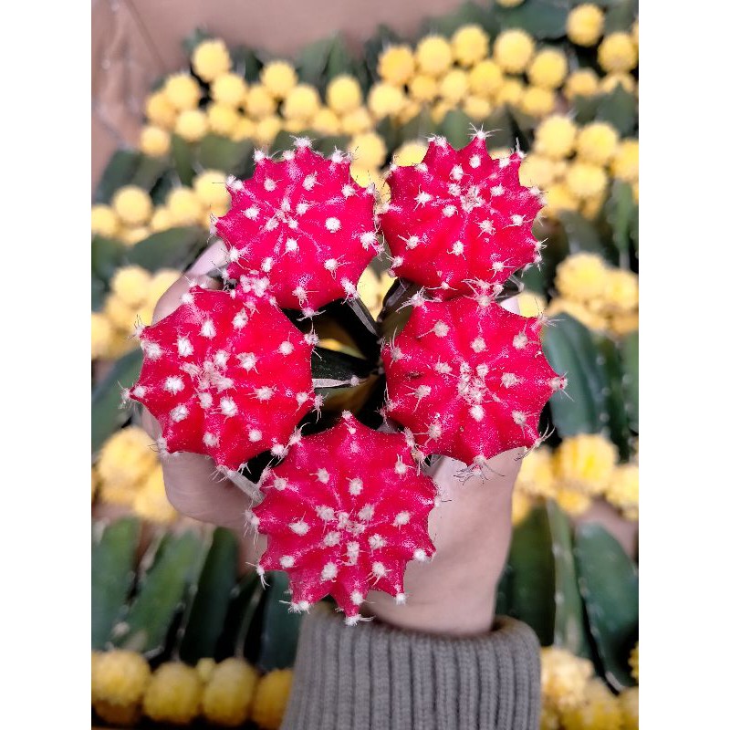 Kaktus Red Gymno impor