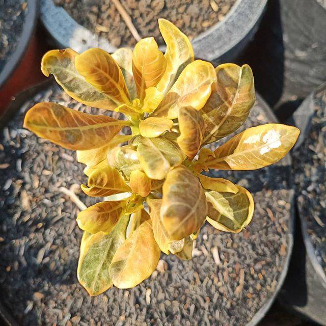 Adenium kamboja jepang bunga tumpuk Socotranum Varigata