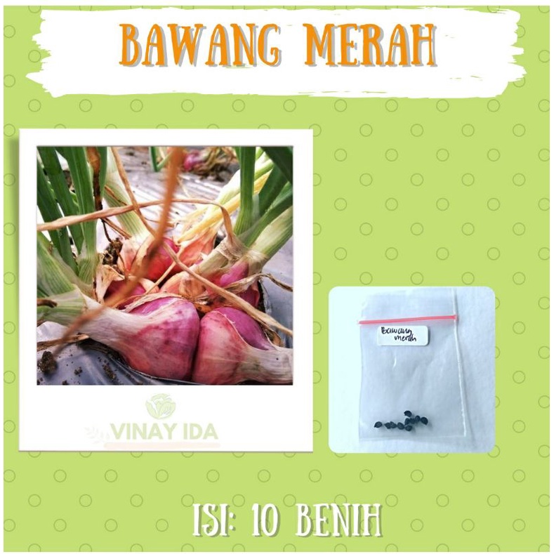 BIBIT BENIH BAWANG MERAH