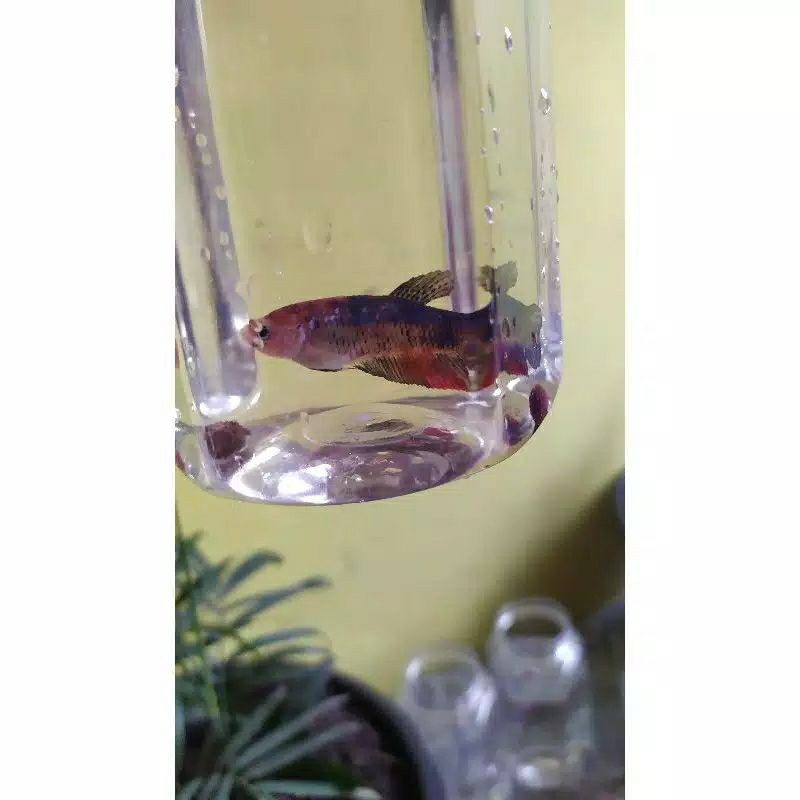 Cupang Giant Female paket 2 ikan full telur