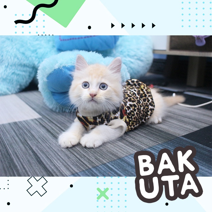 Kaos Lengan pendek motif macan gemes / Baju Kucing tangerang murah / baju kucing lucu size S-XL