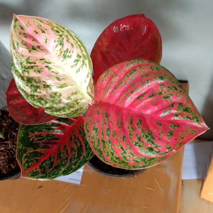 tanaman hias aglonema Wulandari _aglonema red Wulandari