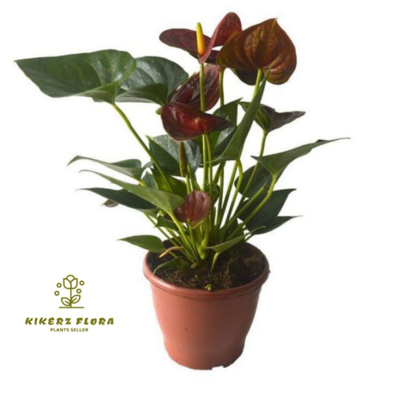 PROMO!! TANAMAN HIAS ANTHURIUM MICKEY MOUSE// CHOCOLATE