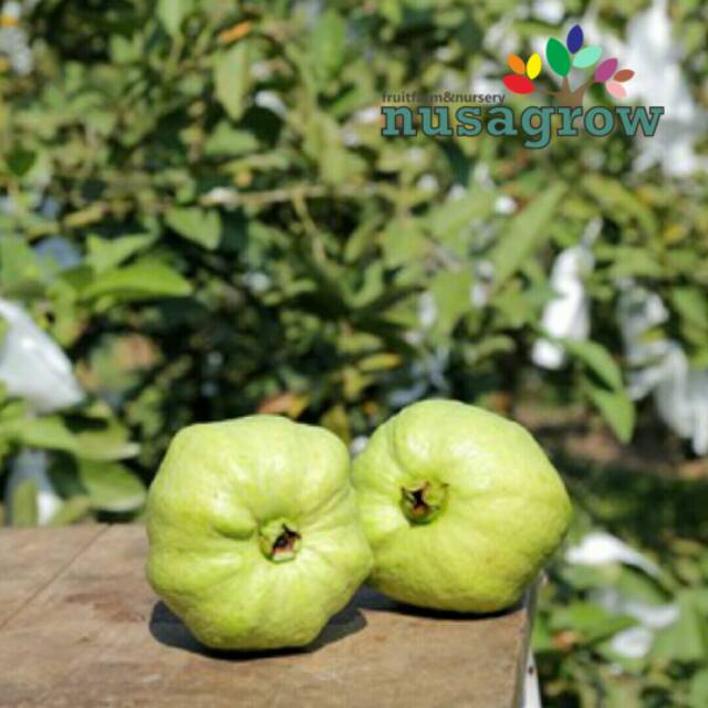 

Buah jambu kristal fresh