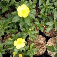 Yolanda kuning  (Myosurus L. Ranunculus)- Tanaman hias bunga yolanda kuning/buttercup kuning