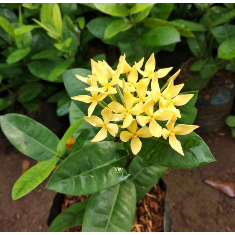 Tanaman Hias Asoka Jepang Kuning - Asoka Bunga Kuning